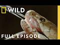 Africa S Most Dangerous Snakes Full Episode World S Deadliest Snakes Nat Geo Animals