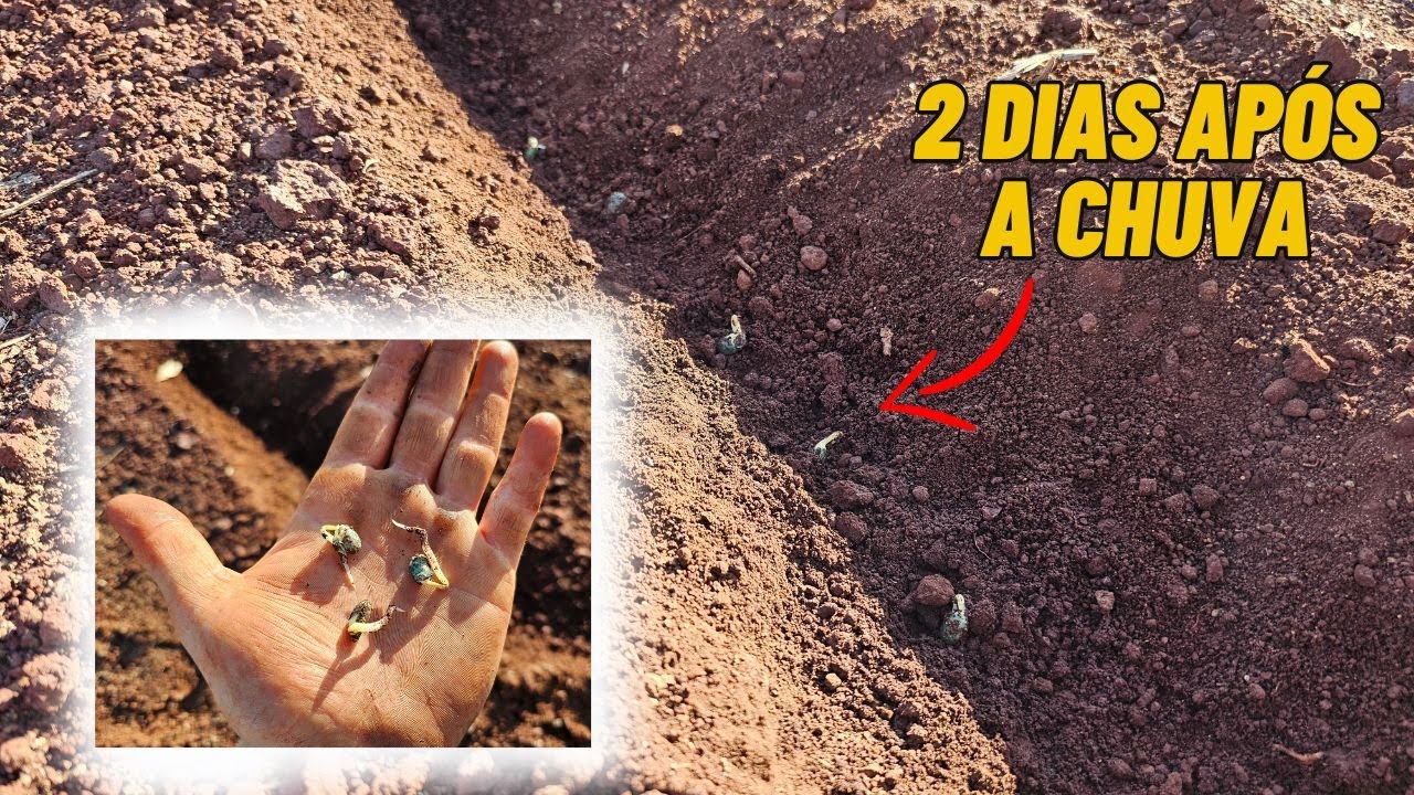 Plantio no seco VALEU A PENA ?