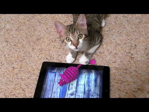 Mouse for Cats video