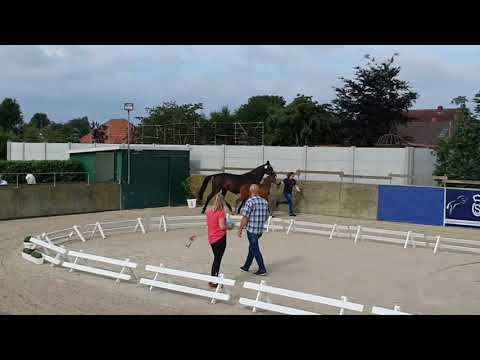 Hengstfohlen von Baggio x Come and Fight vom 06.05.2021