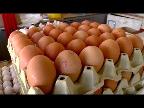 Top News - Karantinohet pularia në Durrës. Bie gripi i shpendëve, ndalohen importet nga 8 shtete