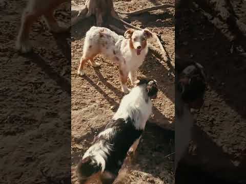 Australian Shepherd puppy for sale