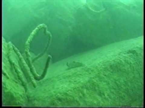 Diving the Cleveland Stadium Reef