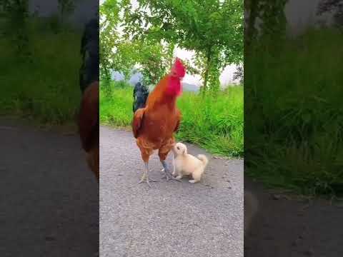 My brothers . A beautiful moment #132 - #shorts