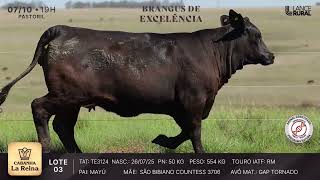 LOTE 4  3168