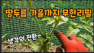 두릅계의 지존! 땅두릅 가을까지 계속 먹는방법!!  #땅두릅계속먹는방법 #땅두릅재배 #땅두릅효능 #땅두릅독활…