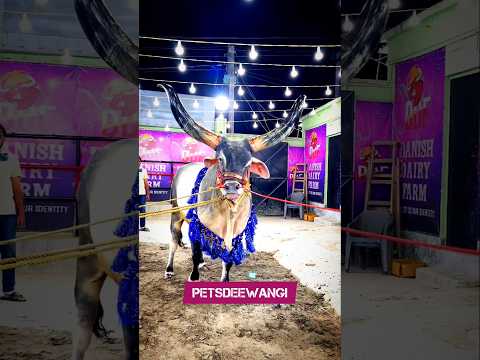 Angry kankrej OX with long horn #kankarej #kankrej #kankraj #shorts #viral #trending