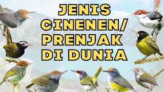 Download lagu JENIS PRENJAK/CINENEN DI DUNIA, TERNYATA ADA YANG KEPALA HITAM mp3