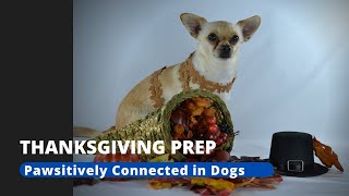 Preparing Your Dog for Thanksgiving