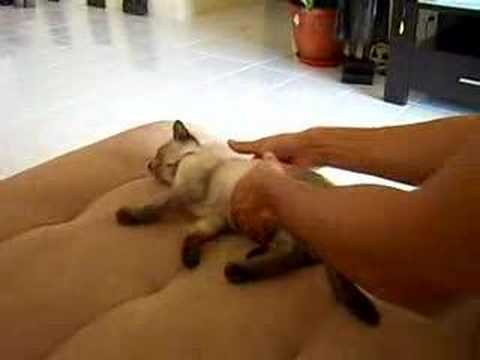 Naughty, the Lazy Ragdoll