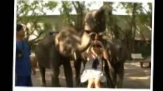 preview picture of video 'ดูโชว์ที่ลานแสดงช้าง ฯ สามพราน_OhMyGuide.wmv'