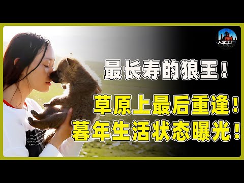 史上最长寿的狼王！与格林在草原上最后的重逢！曝光格林暮年生活状态！#重返狼群 #李微漪 #马未都#许子东#尹烨#圆桌派 #圆桌派第八季 #格林