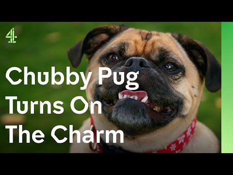 Can chubby pug, Bentley, help a heartbroken lonely widower? | The Dog House 🐶 | Dog Stories