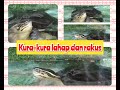 Kura Kura Darat Makan Lahap Dan Agresif