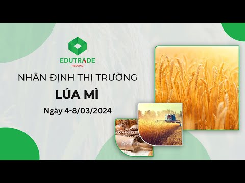 Nhận Định Thị Trường - Lúa mì (Ngày 4-8/03/2024)