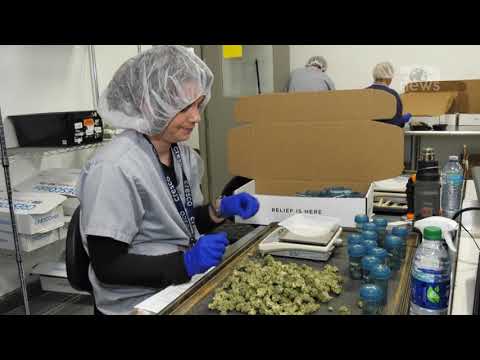 Top News - Nga do vijnë ekspertët e hashashit / Kushti 3-vjeçar i përvojës plotësohet nga Maqedonia