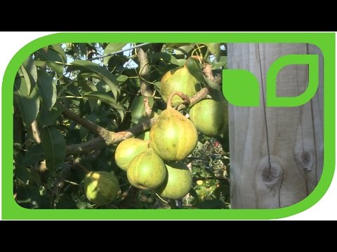 Die Birne Schweizerhose