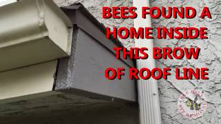 Quick Tips: Bees Getting Into House from Cracks in Roof Line