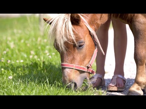 Video 5 aus  LandSelection Gut Grasleiten