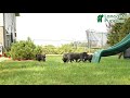 Cane Corso dogs for sale: Lance  - Video 1