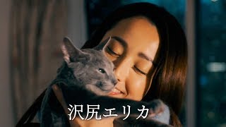 映画『猫は抱くもの』特報映像
