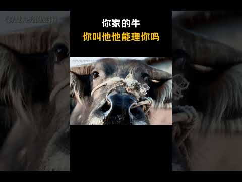 你家的牛，你叫它能理你吗 ？#搞笑 #电视剧 #电影  #电影名场面