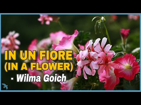 Wilma Goich - In un Fiore (1966)