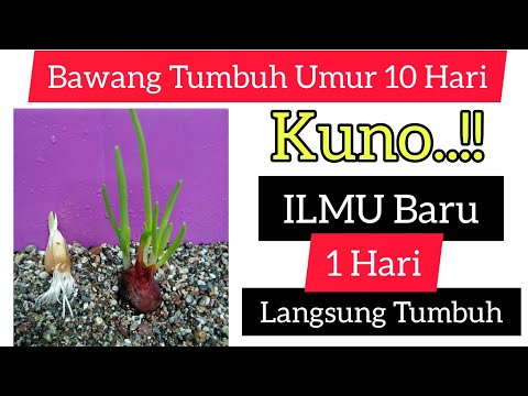 , title : 'Cara Hebat Tumbuhkan Umbi Bawang,  1 Hari Tumbuh Tunas..!! 😳😱 Cara Modern Tumbuhkan Tunas Umbi..!!'