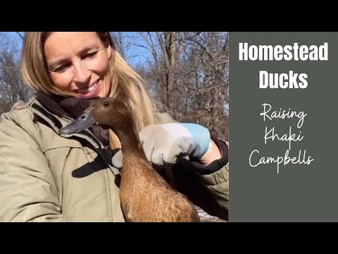 , title : 'Homestead Ducks | A guide to Raising Khaki Campbells'