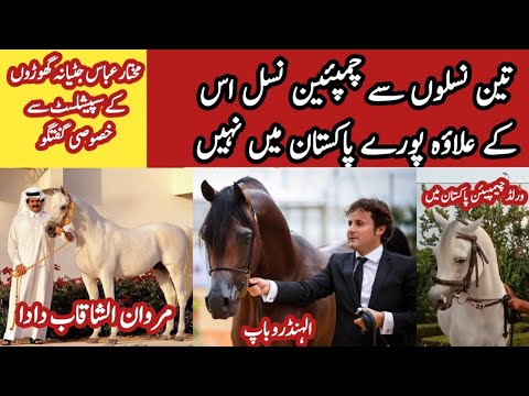 World Legendary Horse Breed In Pakistan | Al handero Marwan Al shaqab Al Alanso Horse Family 2023
