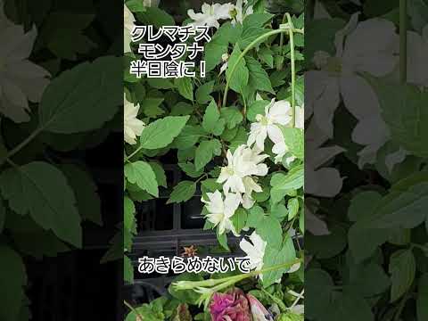 園芸 アルマン神父から贈られたクレマチス