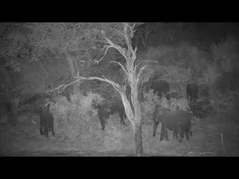 Djuma: Elephants getting  drink at shallow end of dam - 18:23 - 09/02/20