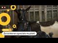 Stress door vuurwerk? Zo blijven deze dieren kalm