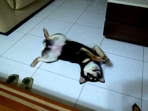 實在是吃的太爽了～～(原發表者:喜姆爸)(影片)