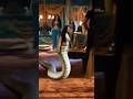 Nagin 6 Pratha Ka Samna Subscribe Shortsviral Trending Like Naagin Love Famous Snake