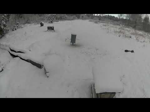 Kā lūsis noķer stirnu kazu. Kazlēns paliek bez mammas. Unikāli kadri