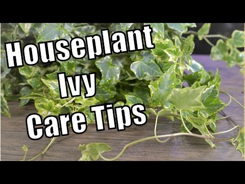 download lagu mp3 mp4 English Ivy Plant Images, download lagu English Ivy Plant Images gratis, unduh video klip English Ivy Plant Images