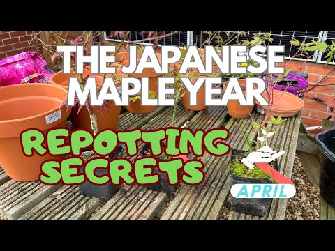 How YOU can grow Japanese Maples in Pots: Simple Success!