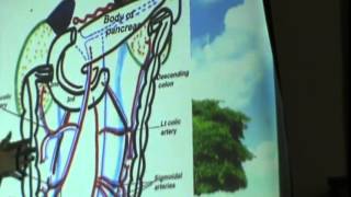 23) Dr.Shreif Zaky 24-3-2015 [ Suprarenal gland - Ureter - C.I.A- E.I.A ]