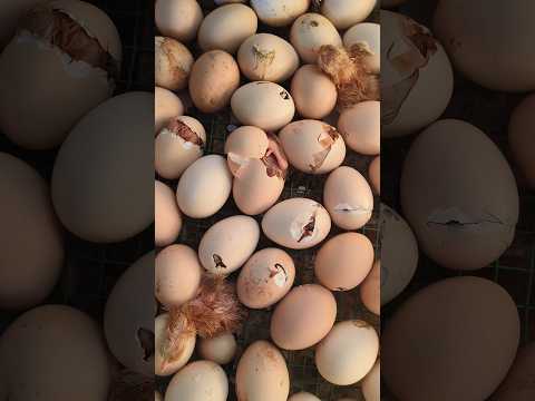 Baby Chick Hatching from Egg 🥚🥚🥚🐣🐥#shorts #trending #viral