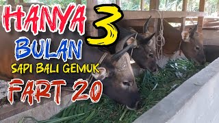 Download lagu SAPI BALI KECIL MENJADI GEMUK DALAM 3 BULAN? mp3