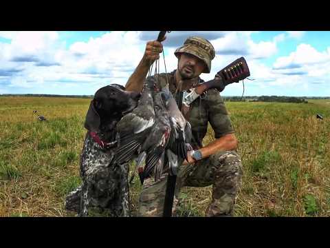 Охота на вяхиря с курцхааром