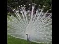 The most beautiful white peacock opening feathers.