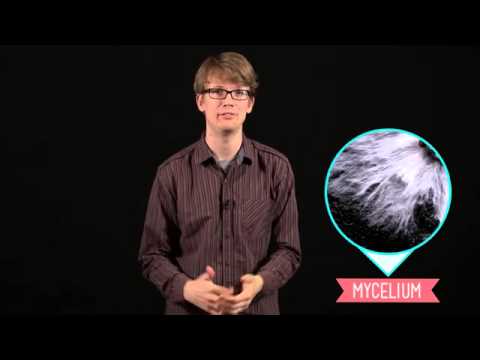 01   Crash Course Biology   39   Fungi  Death Becomes Them