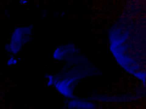 Maraseni vaslui discoteca