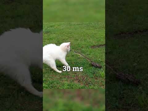 The fastest reflex | How Fast Are Human Reflexes? #science #cats #shorts
