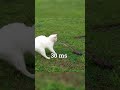 The Fastest Reflex How Fast Are Human Reflexes Science Cats Shorts
