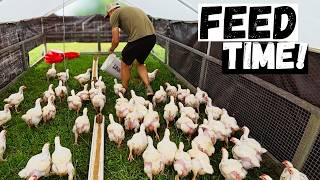 What It Takes to Feed 500 Farm Animals Every Day!