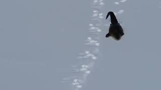雪すべりを楽しむカワウソの子ども #shorts