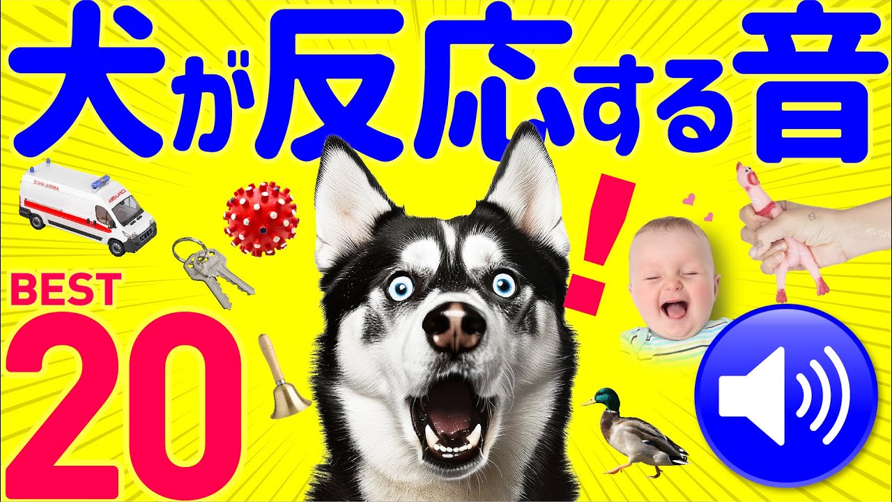 【保証付】犬が絶対に反応する音 20選